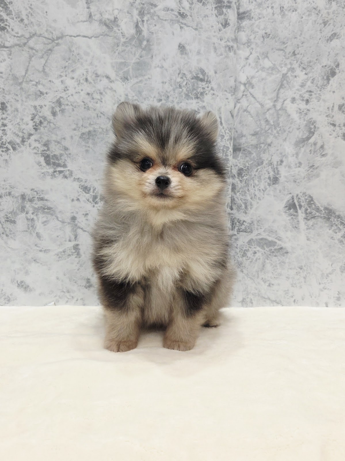 ポメラニアンの写真