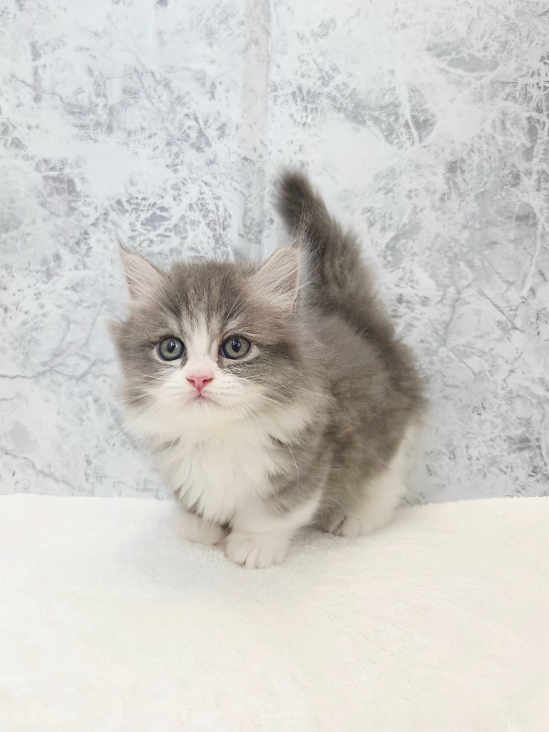 ミヌエットの写真3