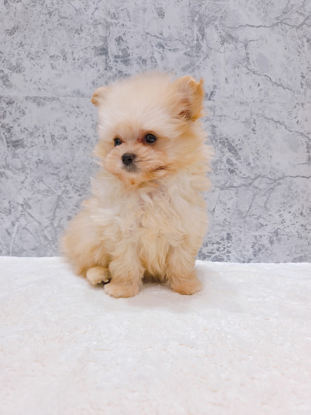 トイプードル×ポメラニアンの写真3