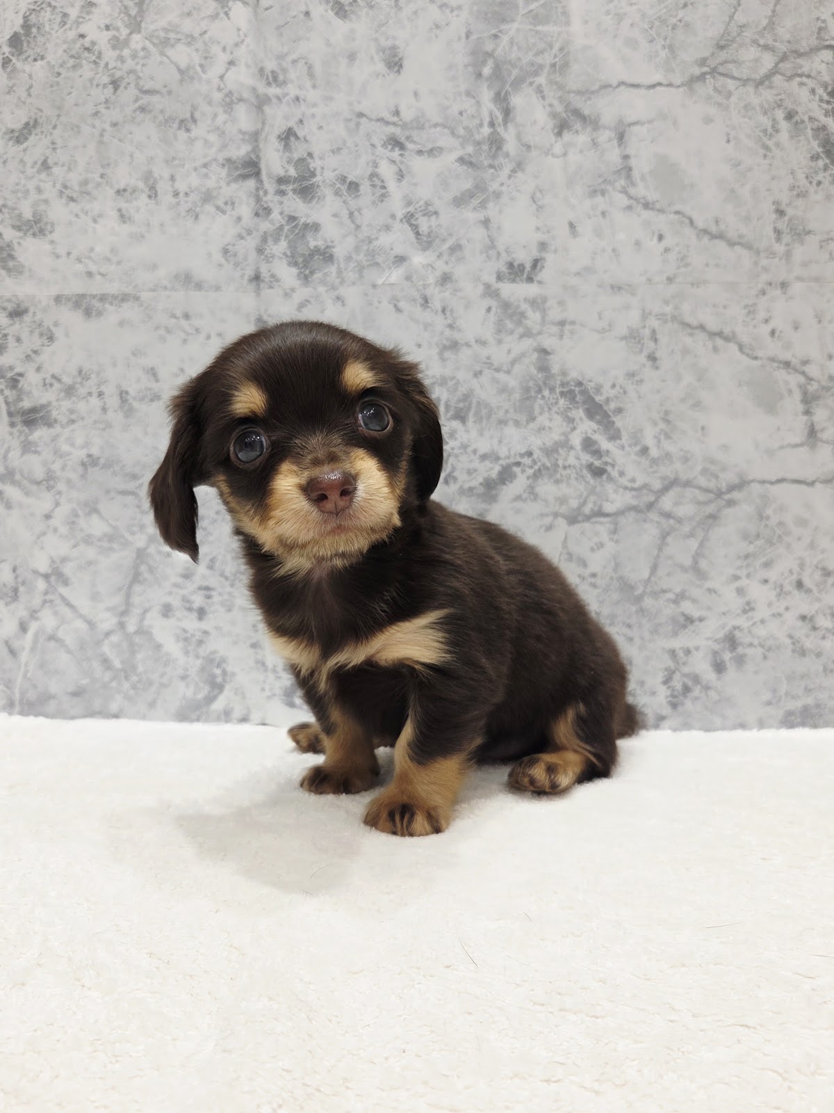 ダックスフンド×チワワの写真3