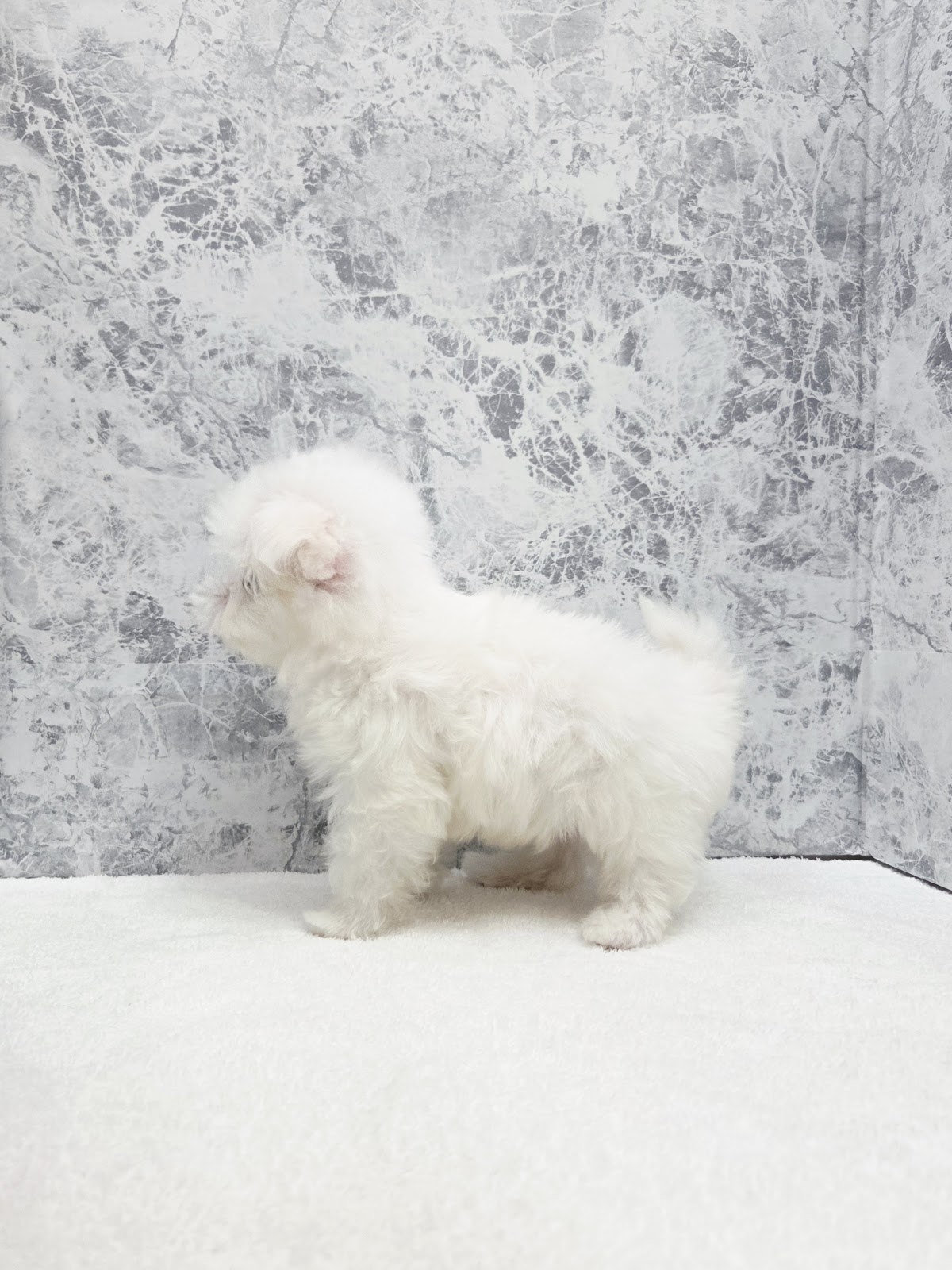 マルチーズの写真2