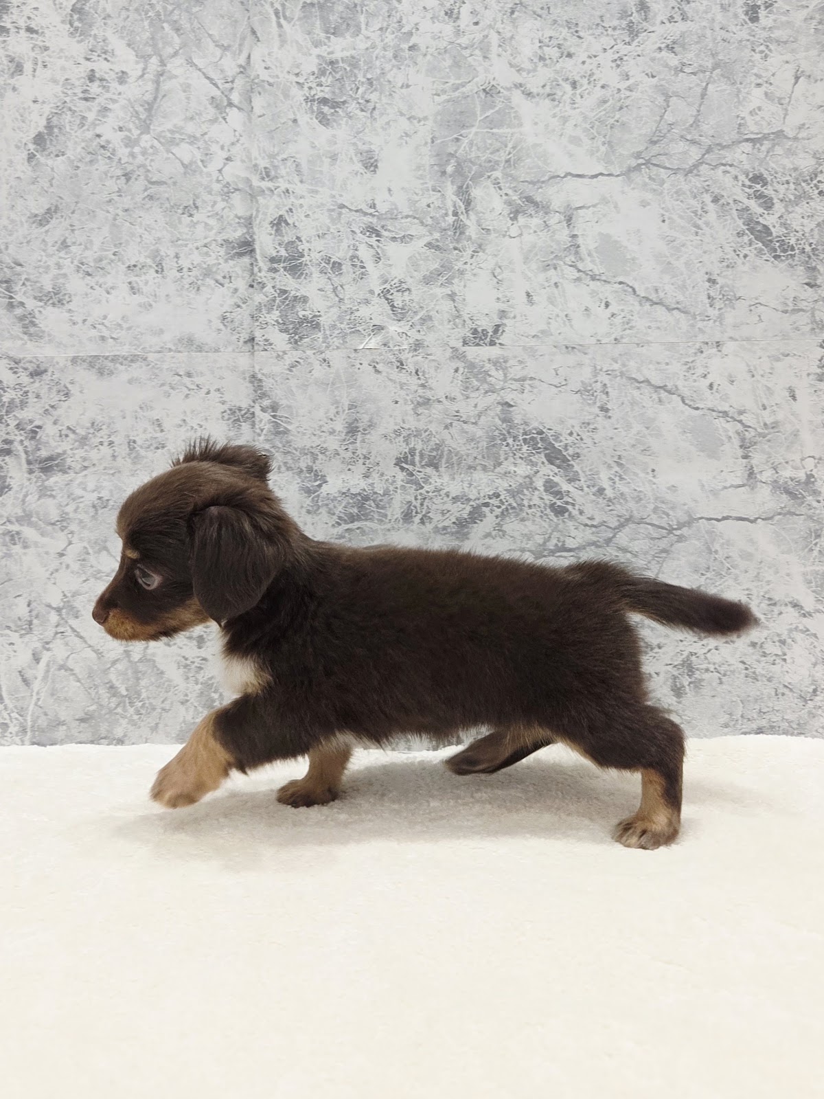 チワワ×カニーヘンダックスフンドの写真2