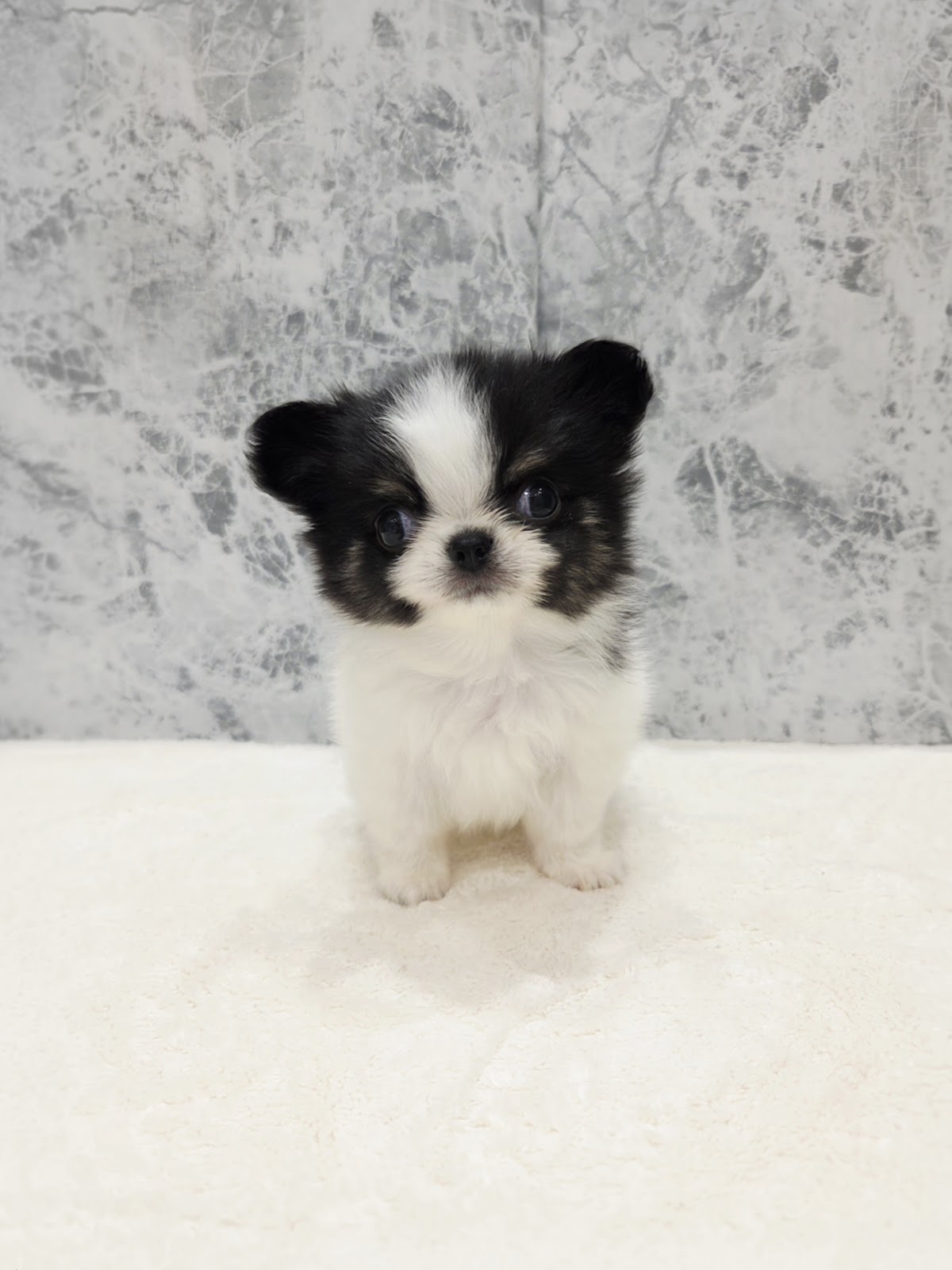 ロングコートチワワの写真