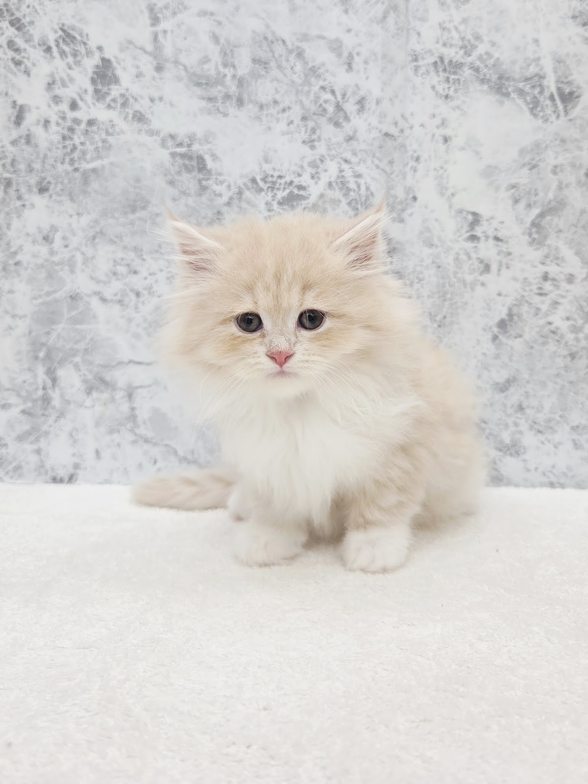 サイベリアンの写真