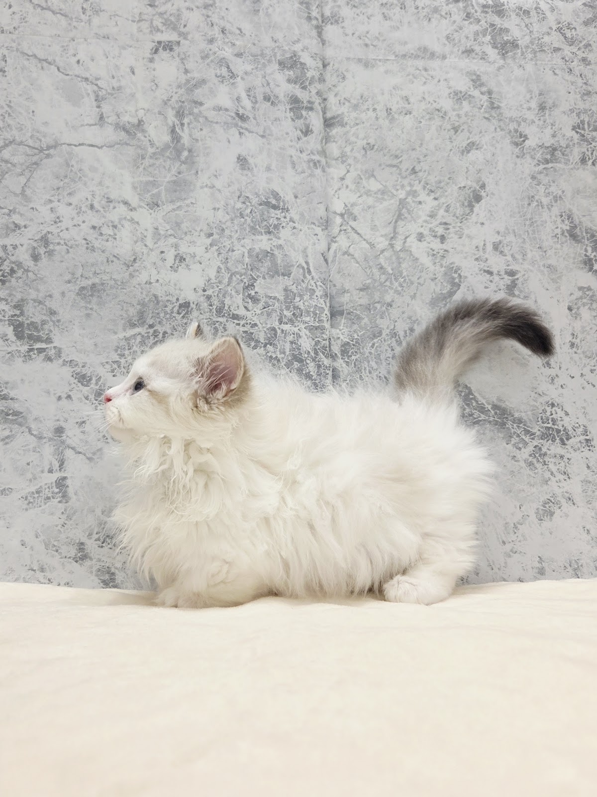 ミヌエットの写真2