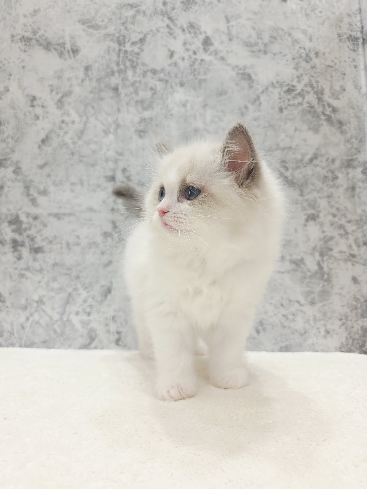 ラグドールの写真3