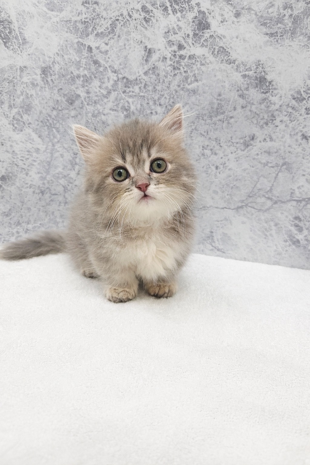 ミヌエットの写真3