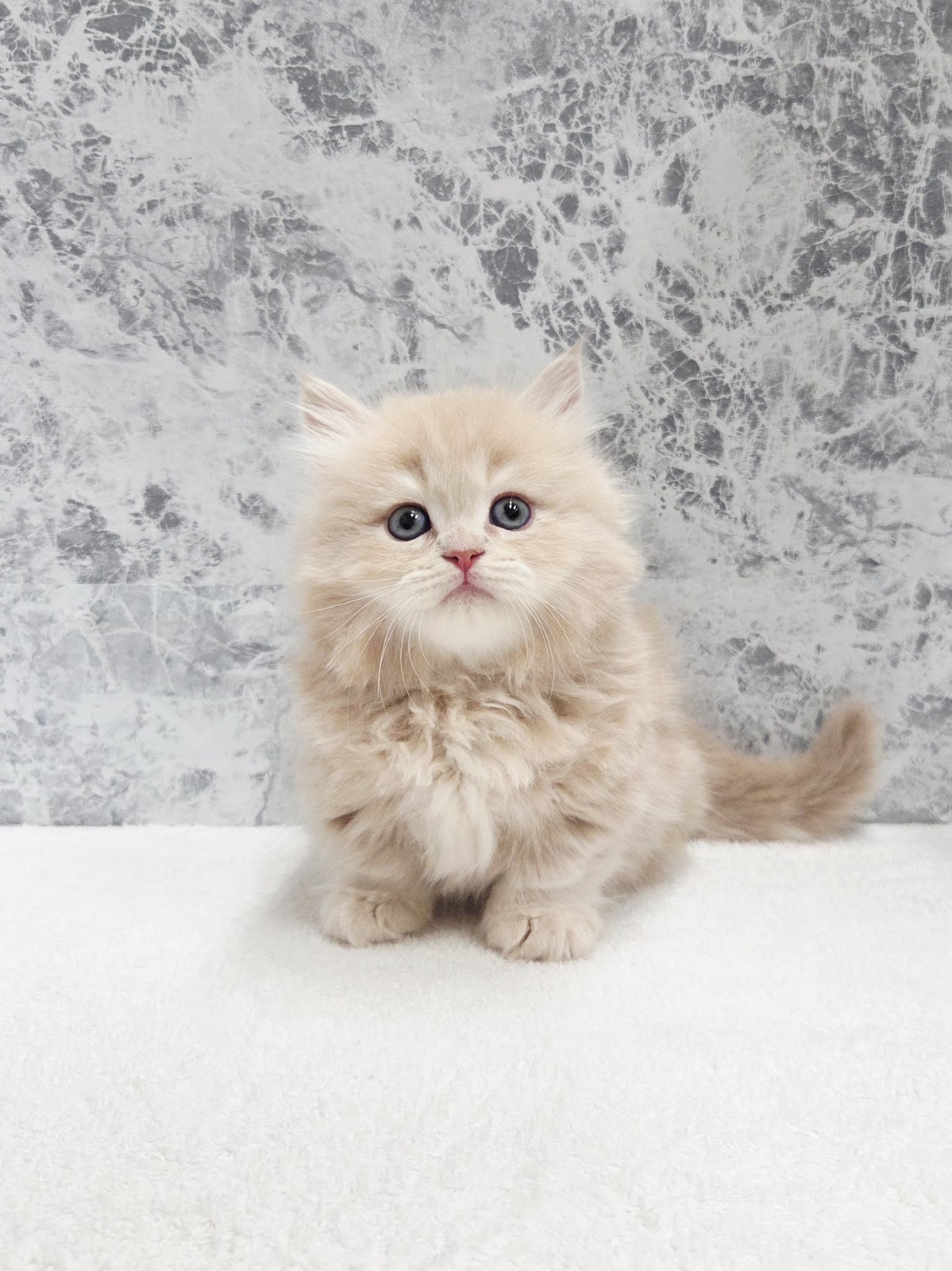 ミヌエットの写真