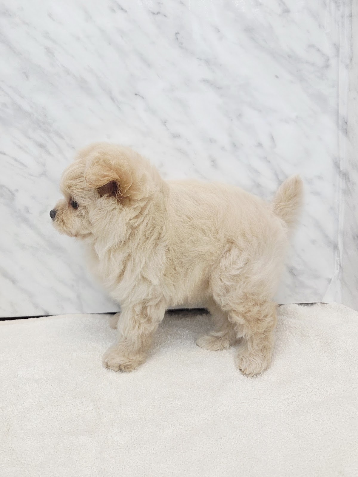 トイプードル×ポメラニアンの写真2