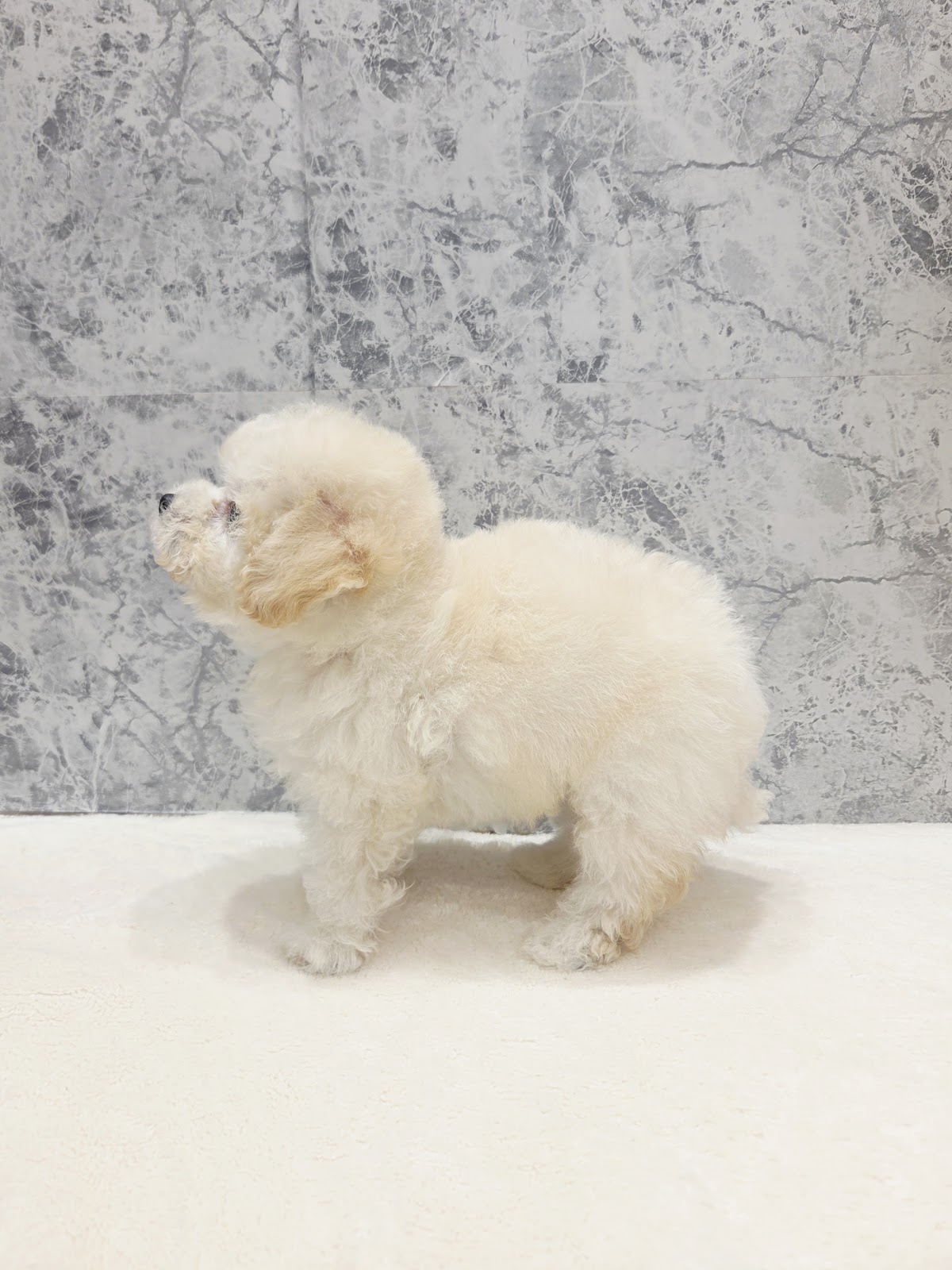 ビションフリーゼ×トイプードルの写真2