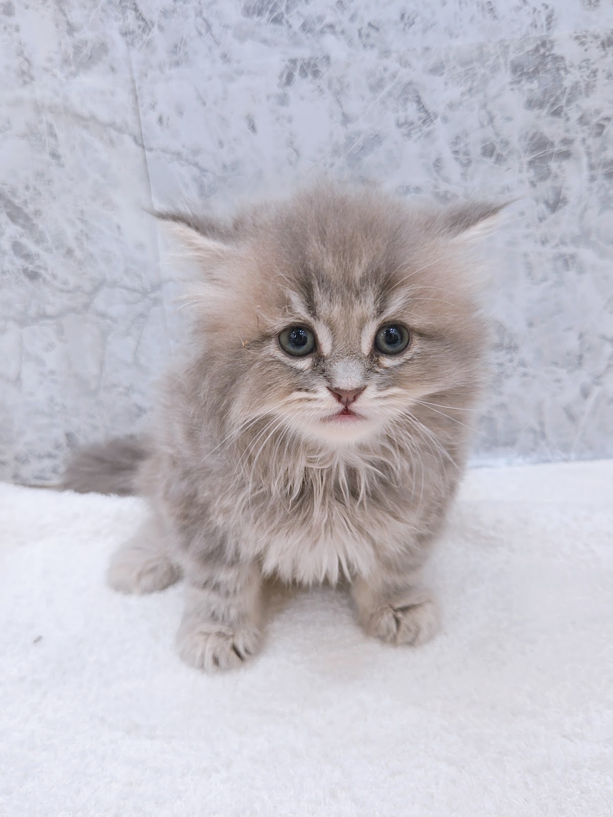 ラガマフィンの写真3