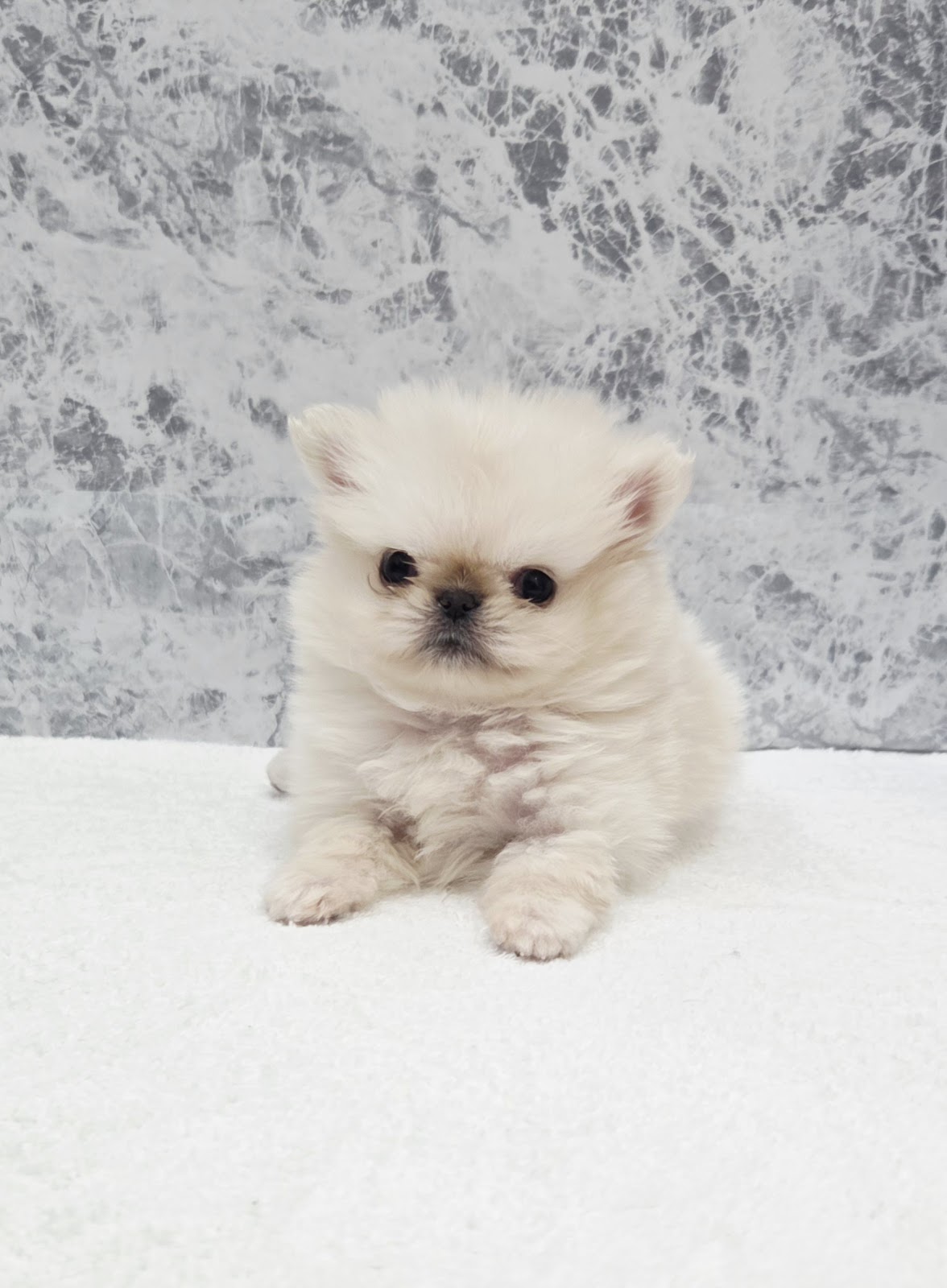 ペキニーズ×ポメラニアンの写真3