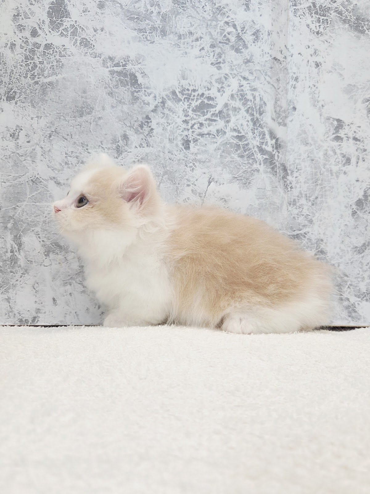 ミヌエットの写真2