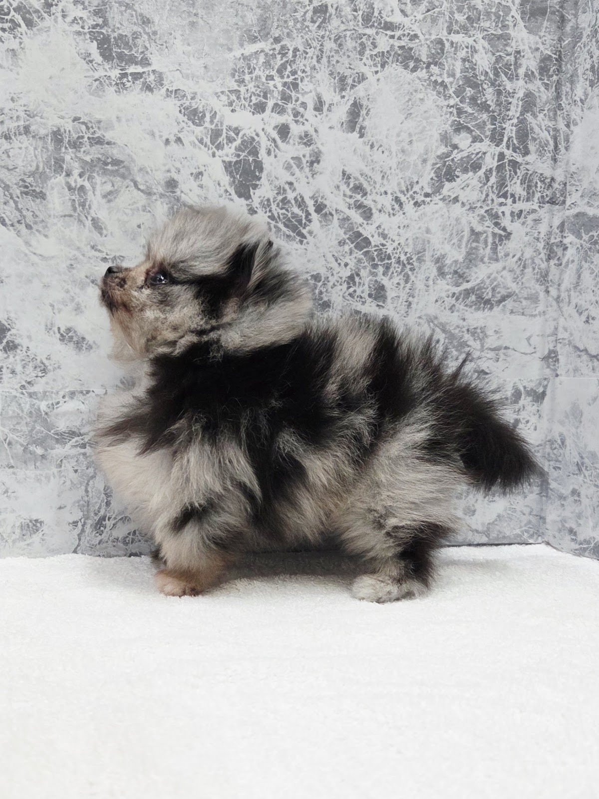 ポメラニアンの写真2