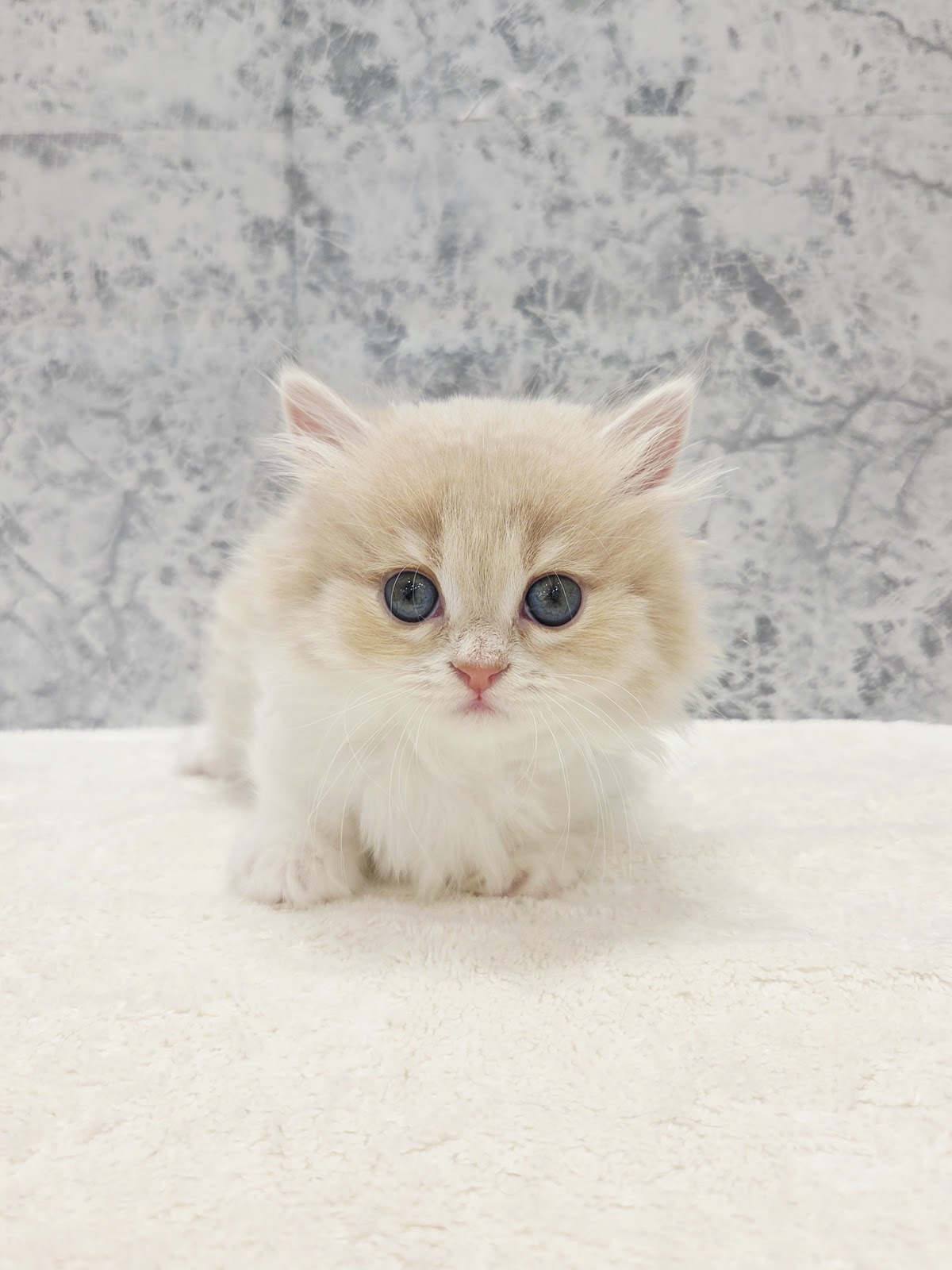 ミヌエットの写真