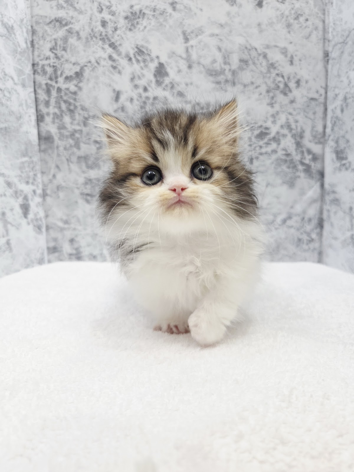 ミヌエットの写真3