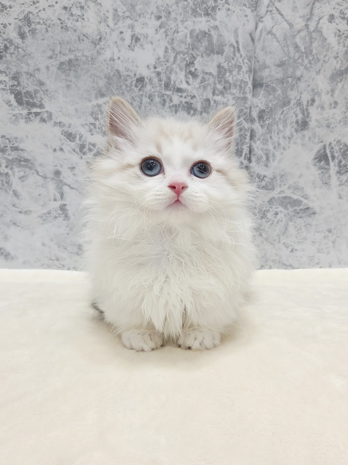 ミヌエットの写真3