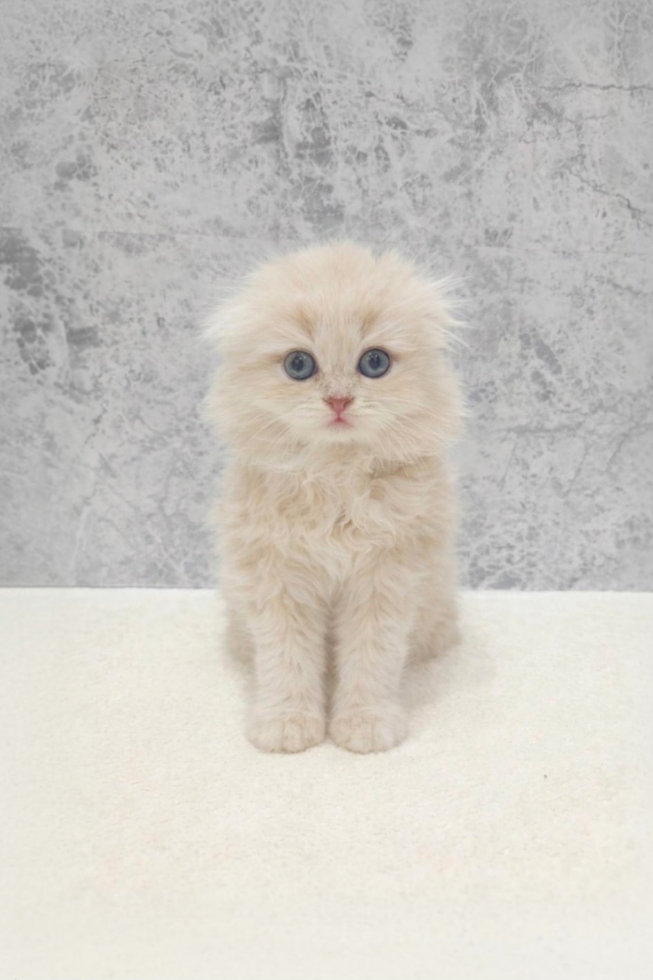 スコティッシュ・フォールドの写真