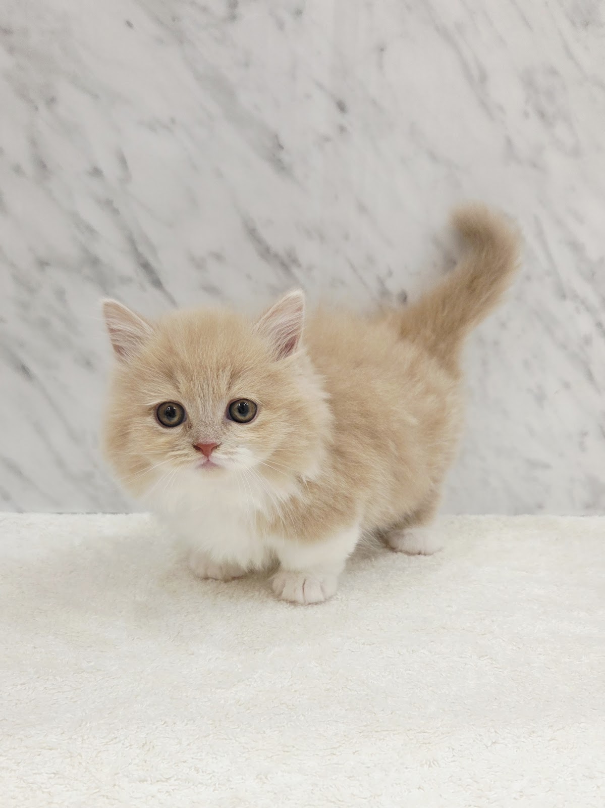 ミヌエットの写真3