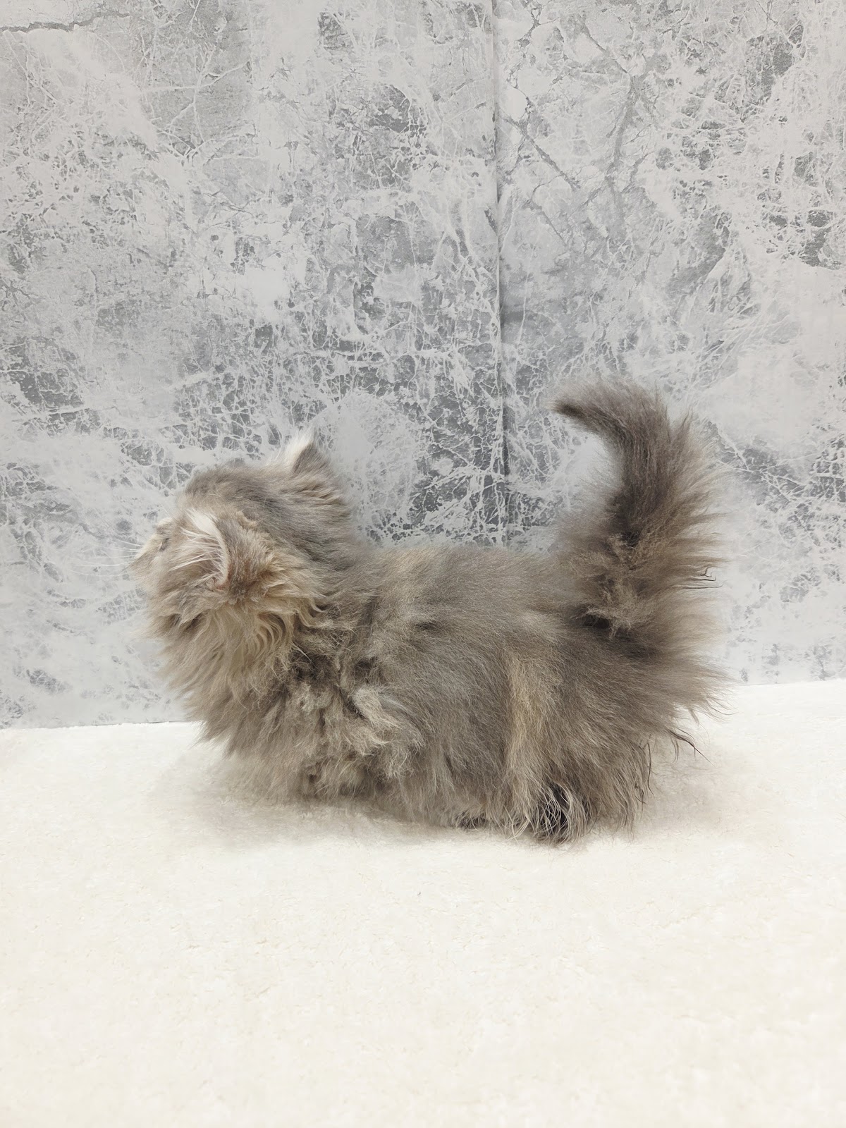 ミヌエットの写真2