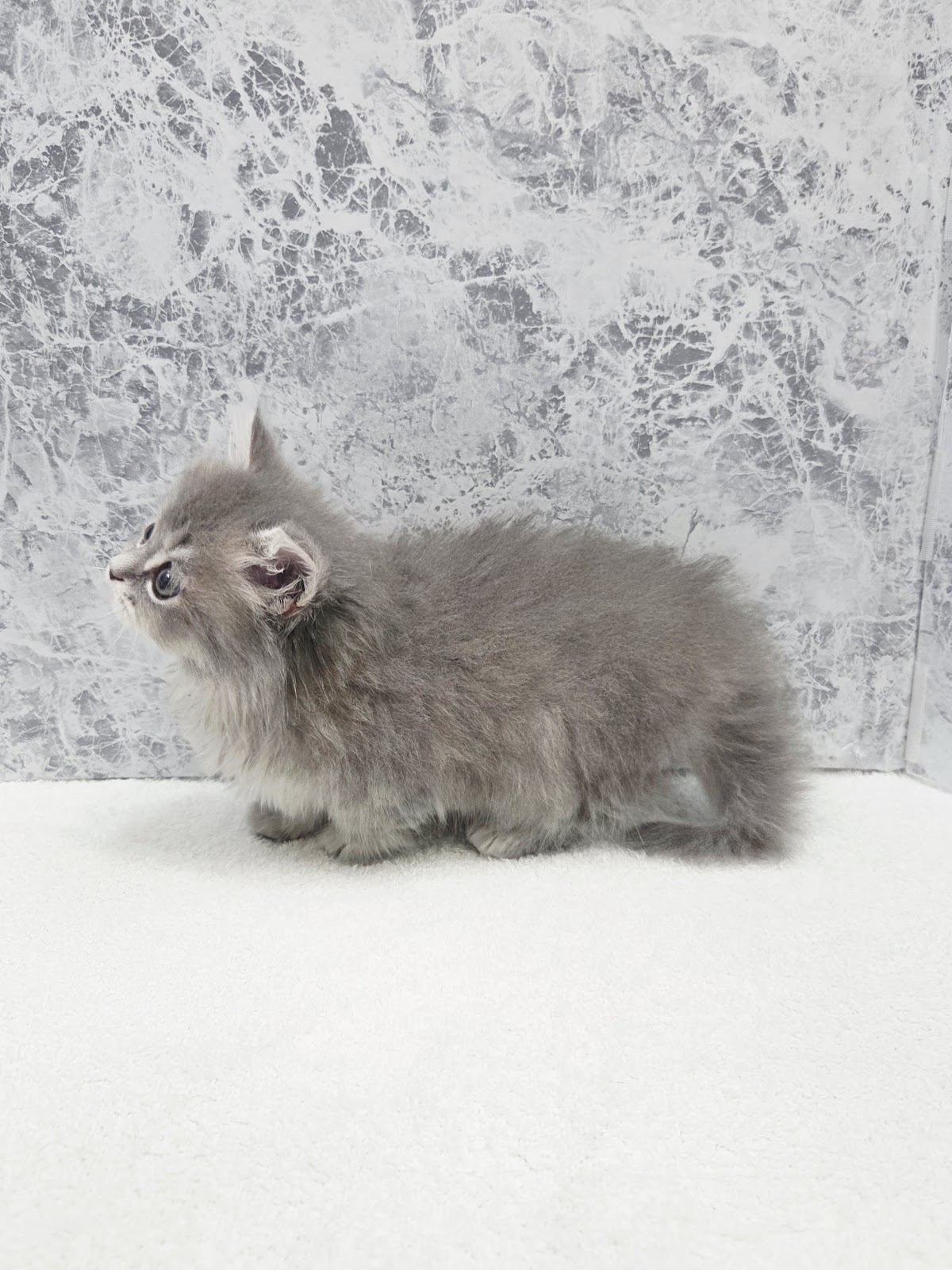 ミヌエットの写真2