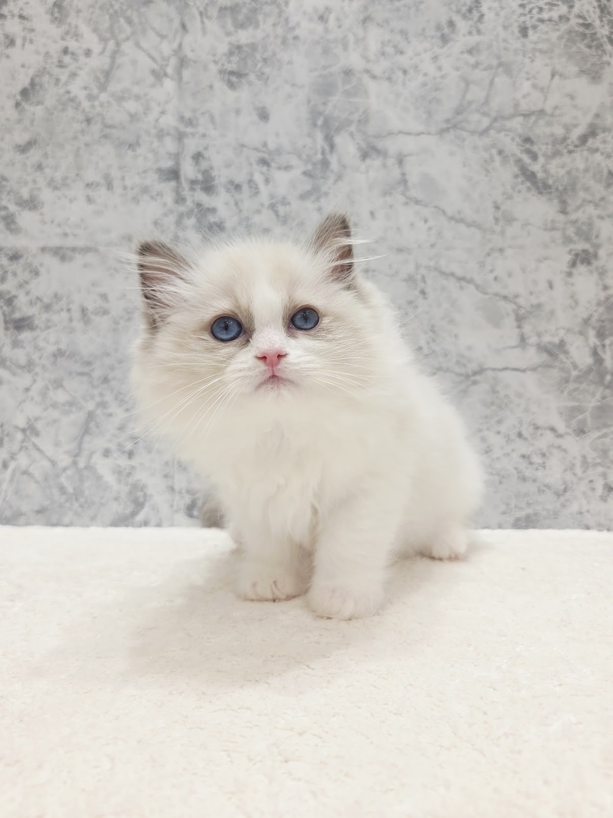 ラグドールの写真