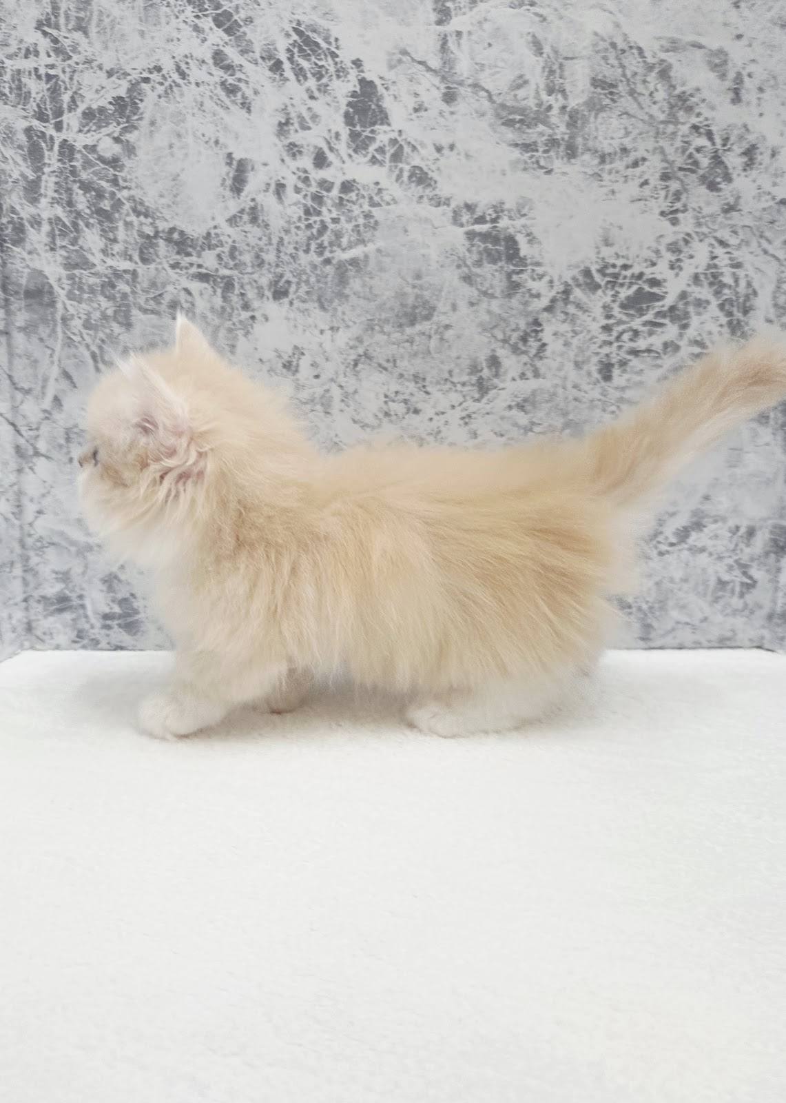 ミヌエットの写真2