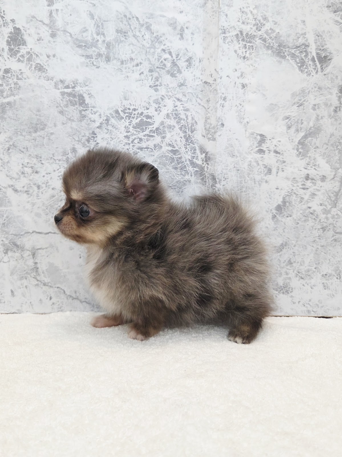 チワワ×ポメラニアンの写真2