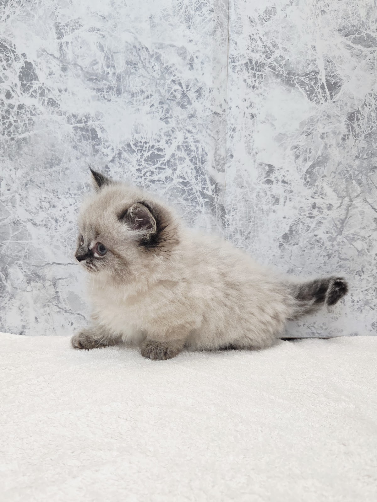 ミヌエットの写真2