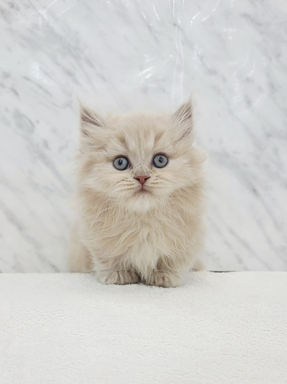 ミヌエットの写真