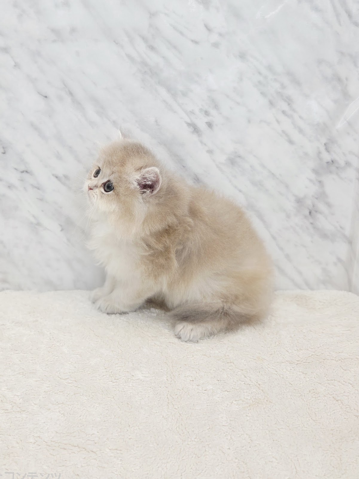 ブリティッシュロングヘアーの写真2