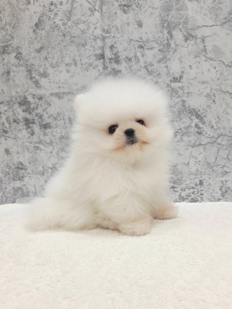 ポメラニアンの写真3