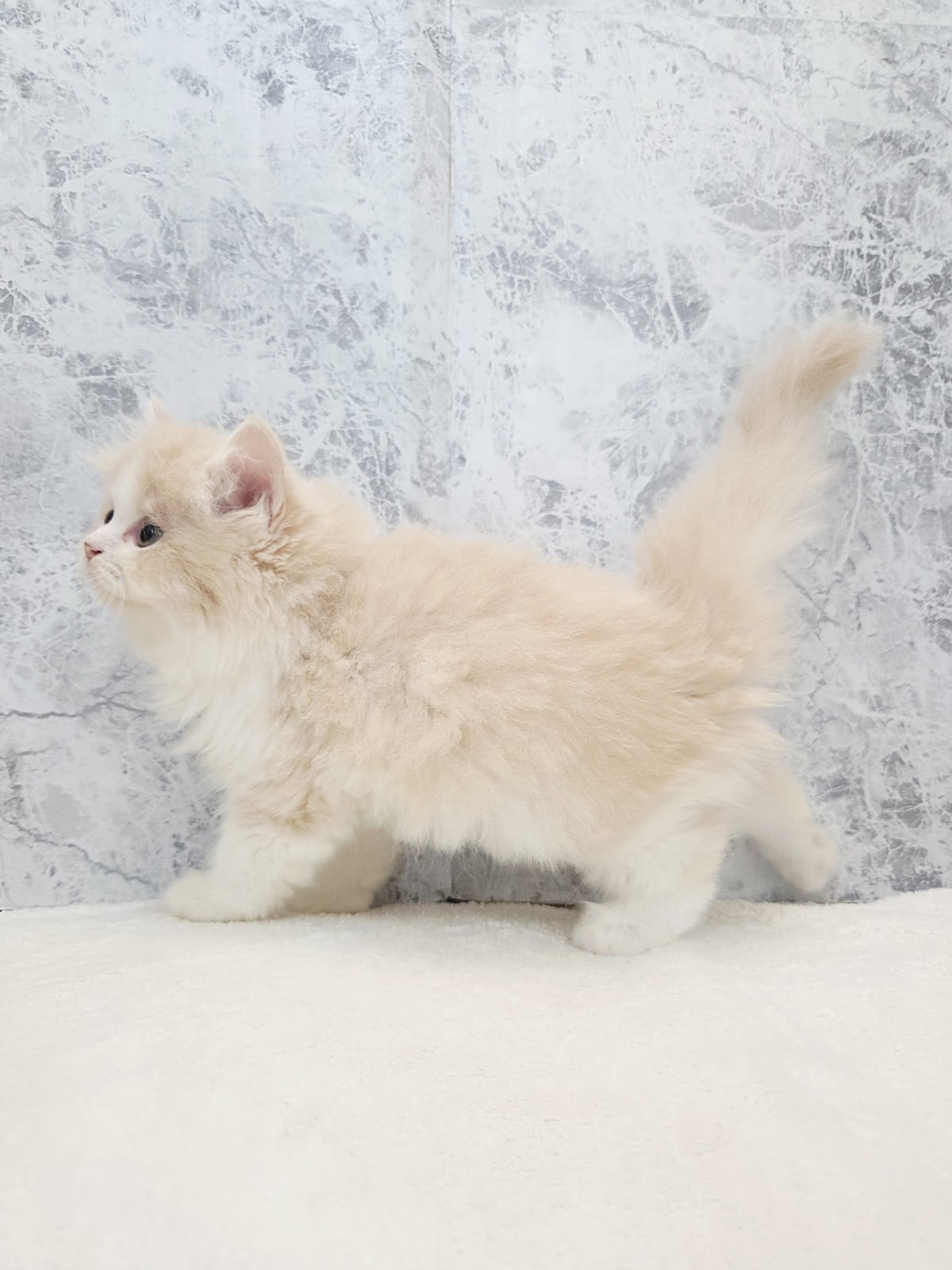 ラガマフィンの写真2