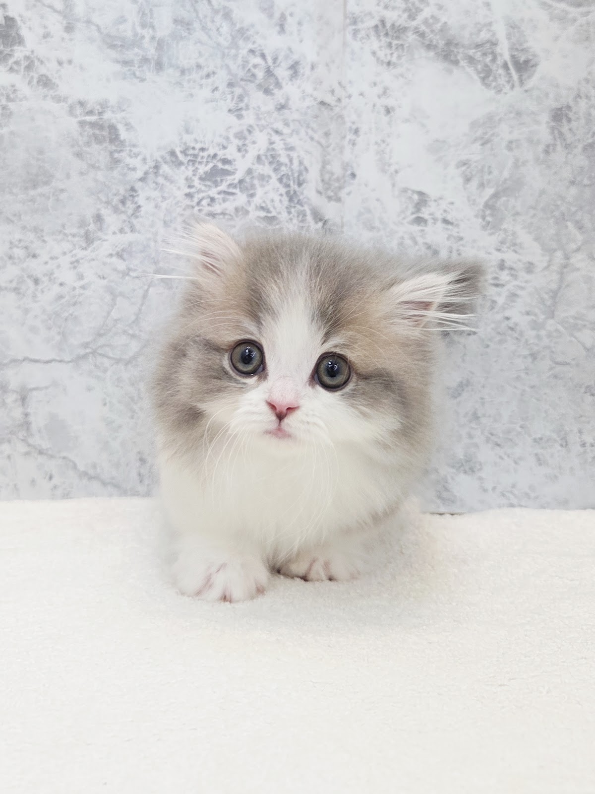 ミヌエットの写真3