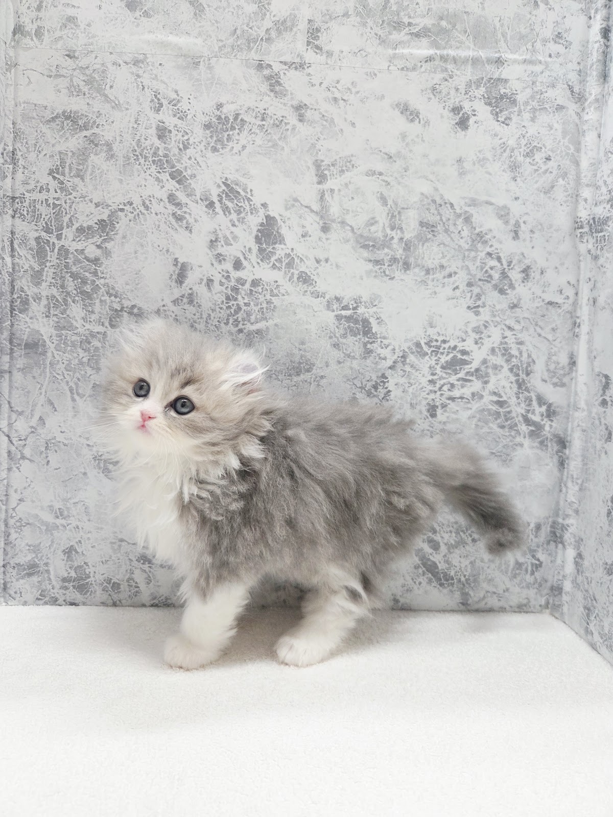 アメリカンカールの写真2