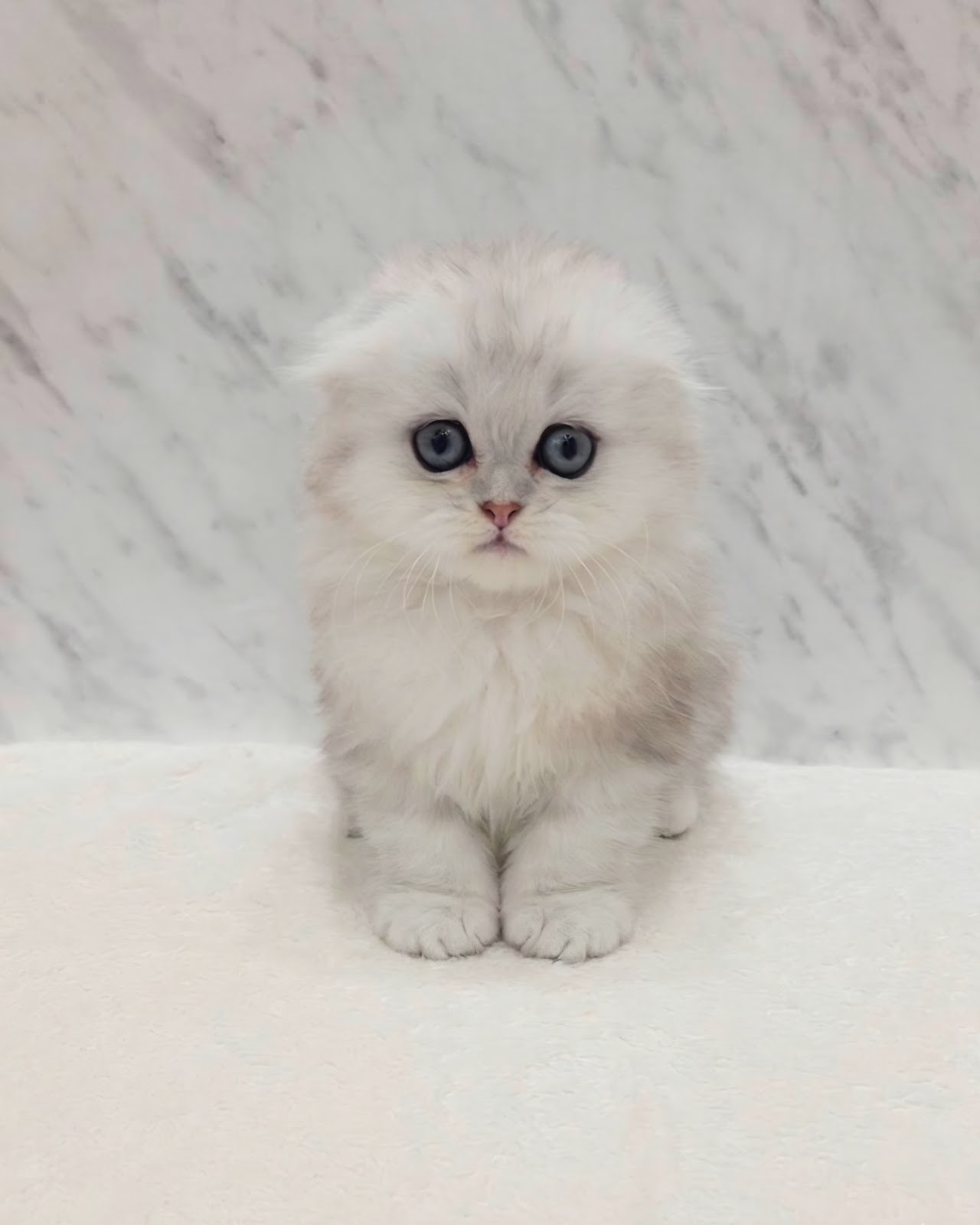 マンチカンの写真