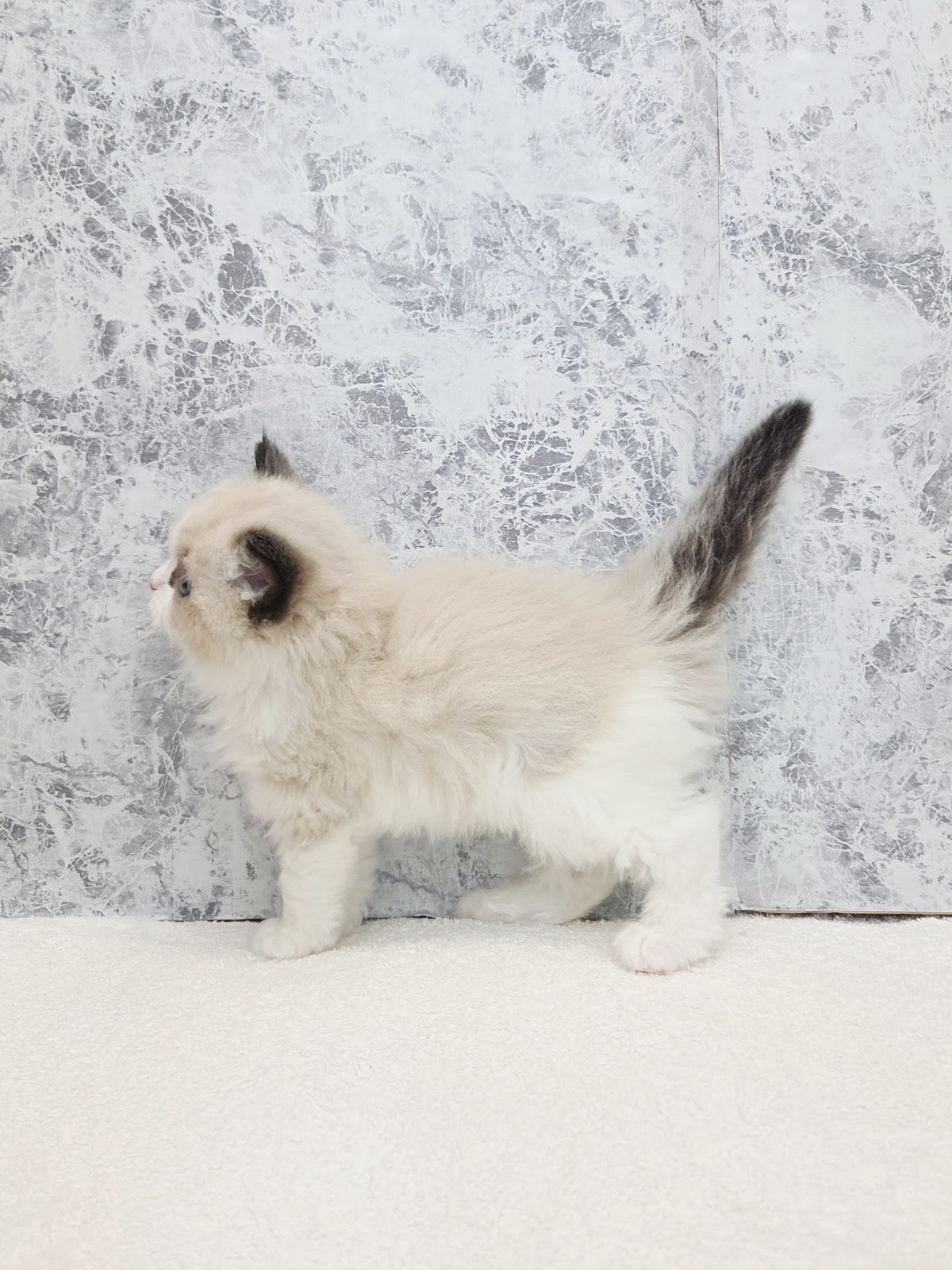 ラグドールの写真2