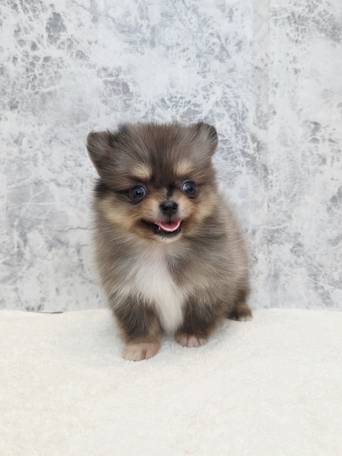 チワワ×ポメラニアンの写真3