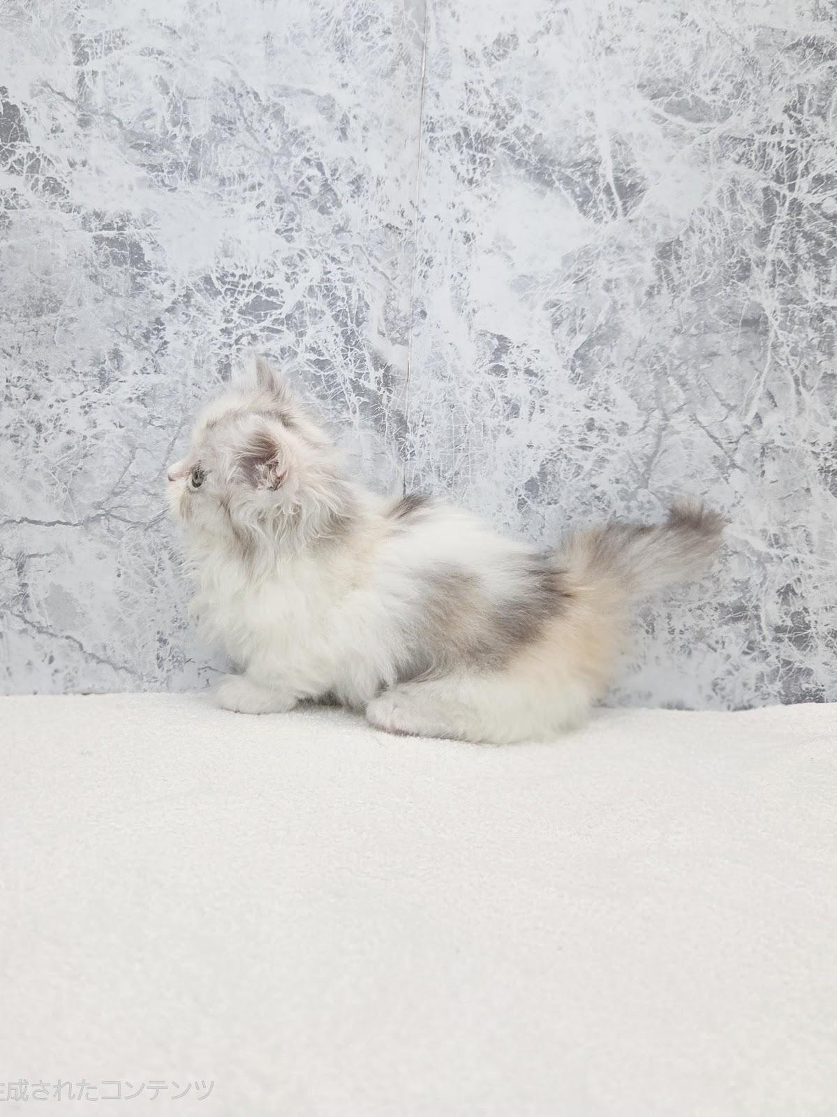 ミヌエットの写真2