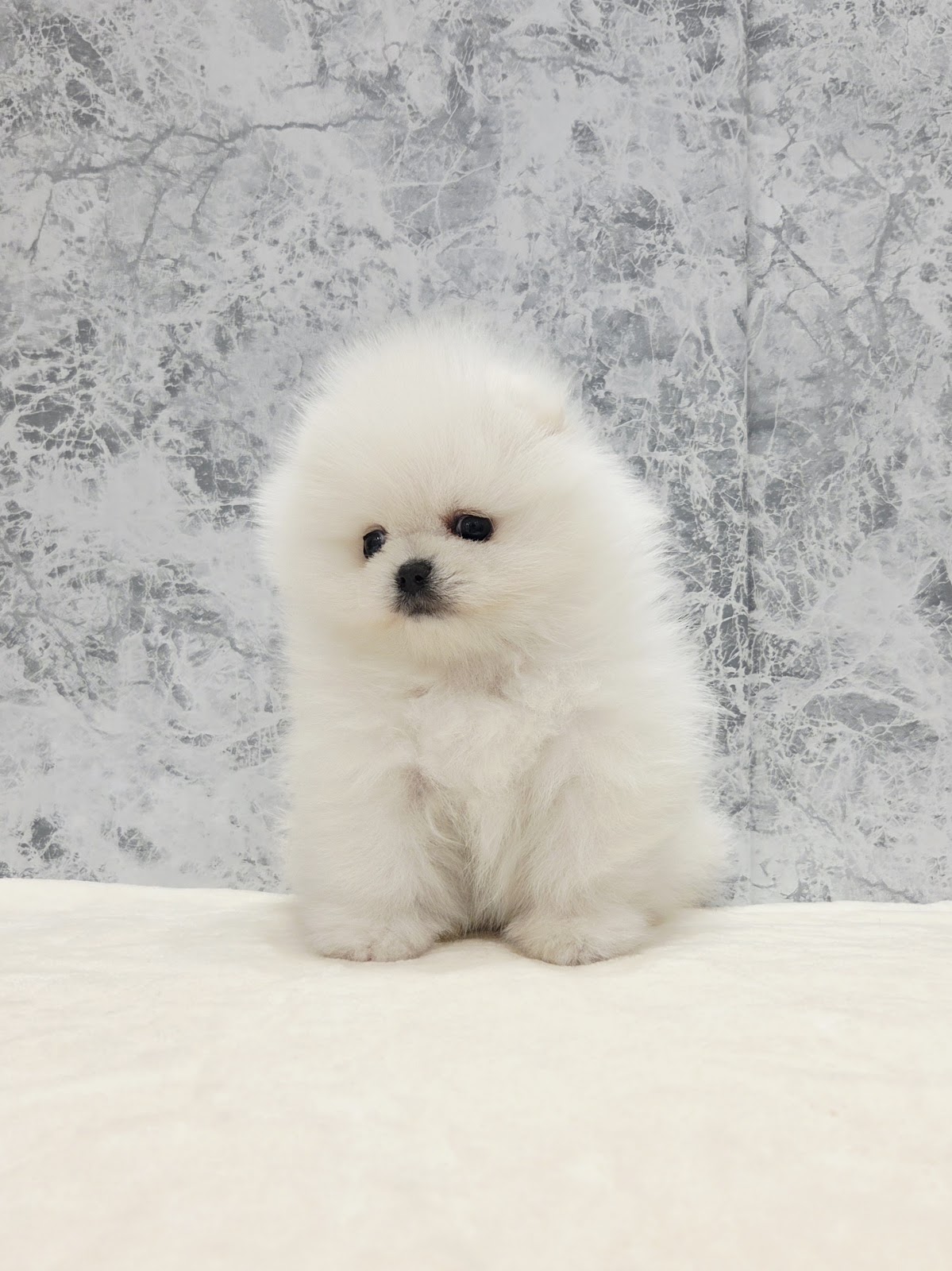 ポメラニアンの写真3