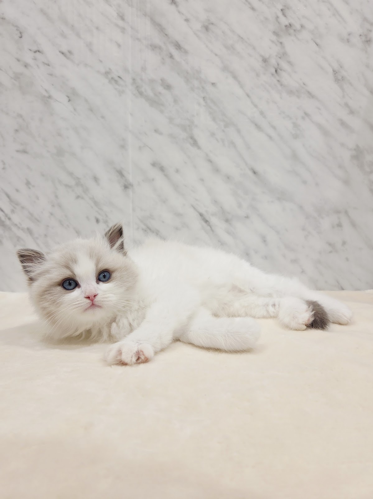 ラグドールの写真3