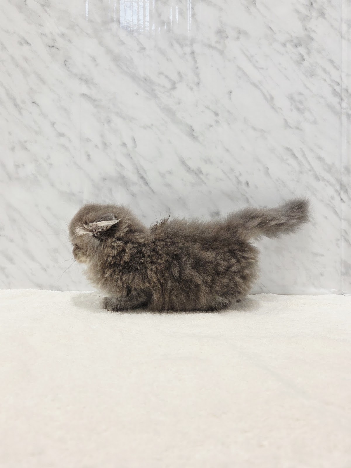 マンチカンの写真2