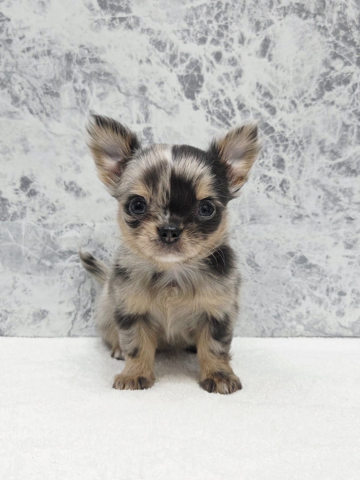 ロングコートチワワの写真