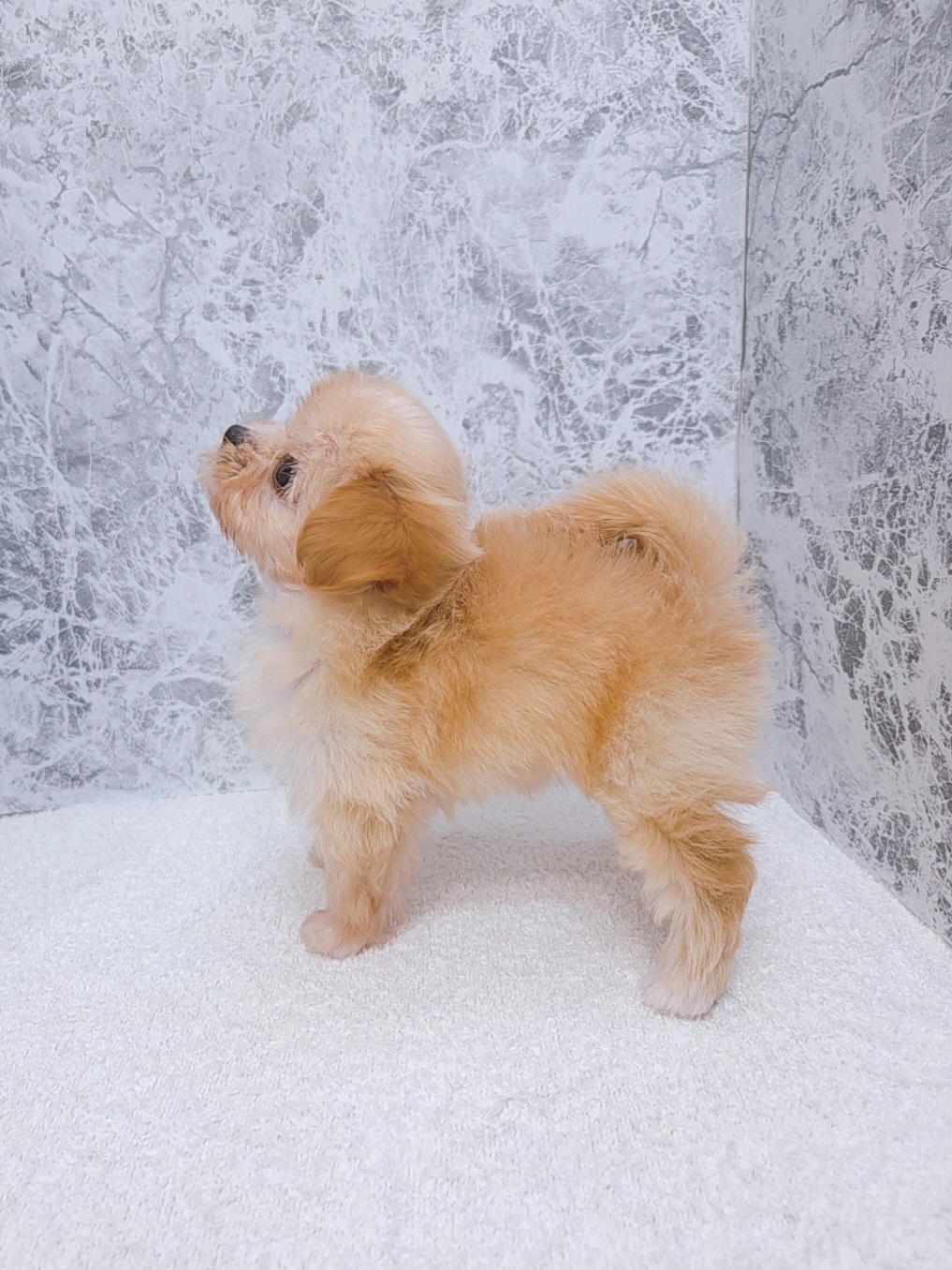 トイプードル×チワワの写真2