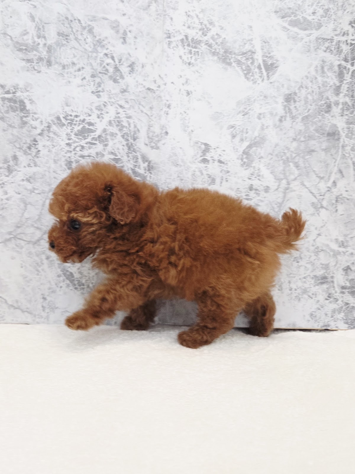 タイニープードルの写真2