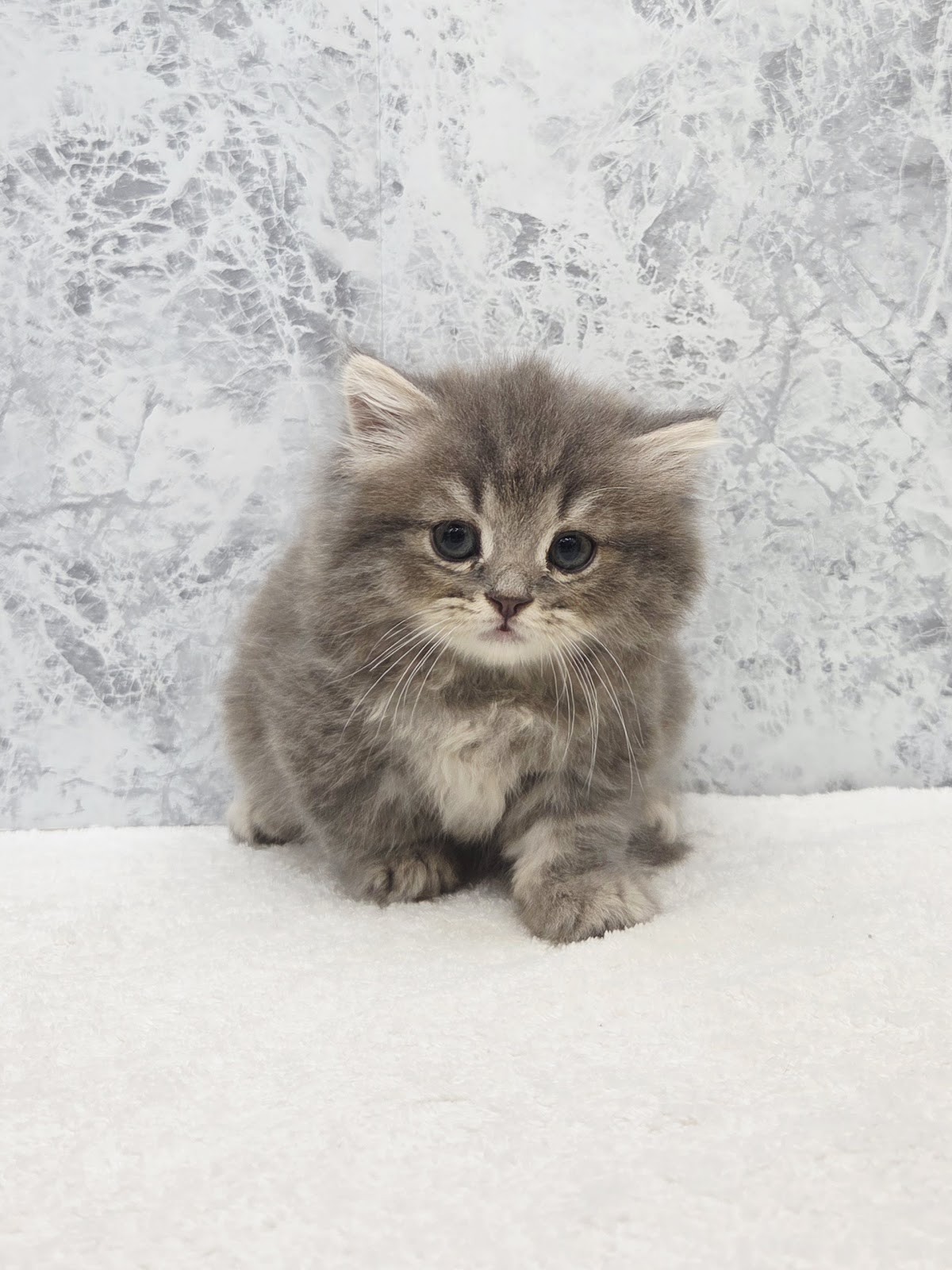 ミヌエットの写真