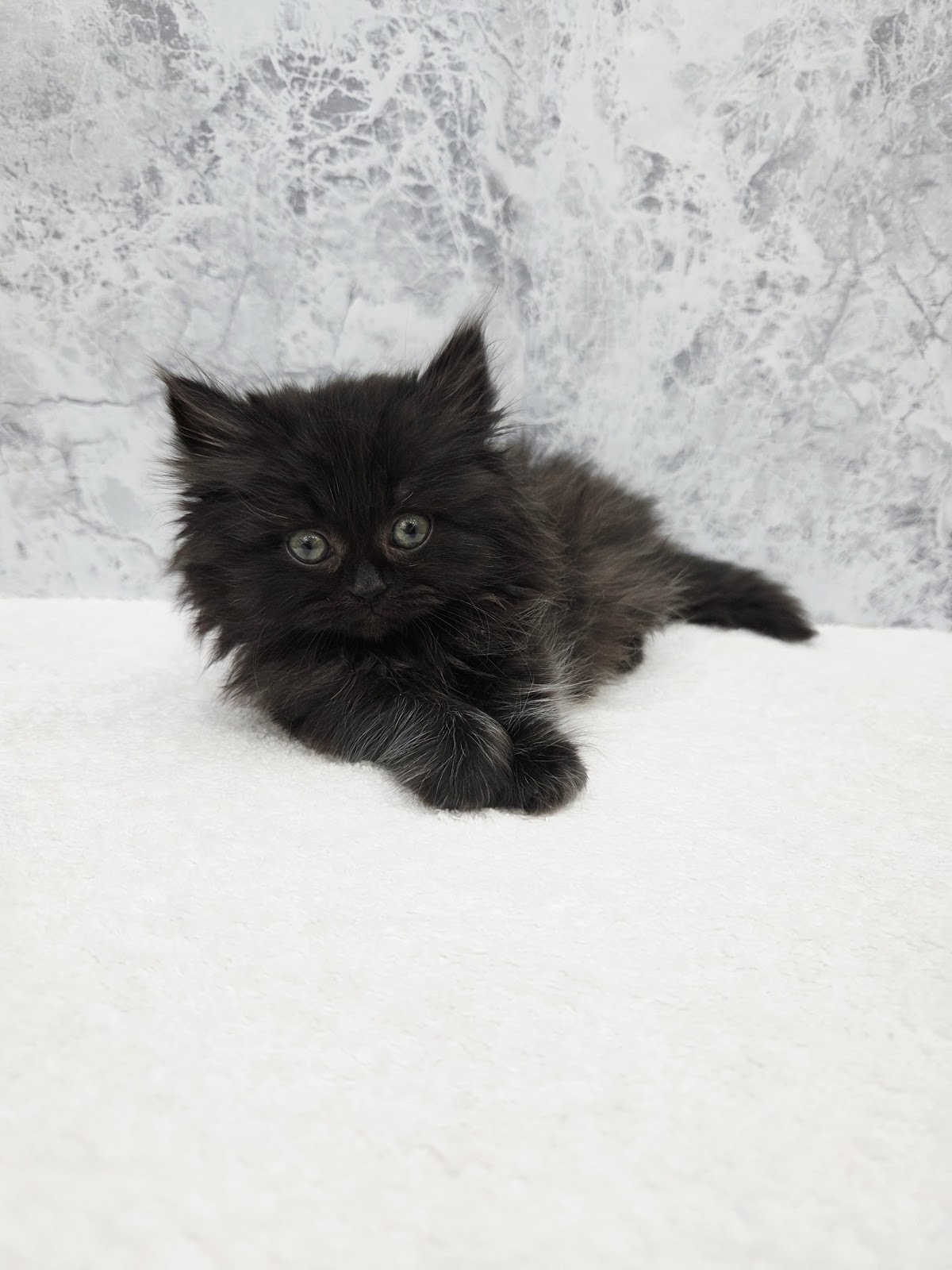 ミヌエットの写真3