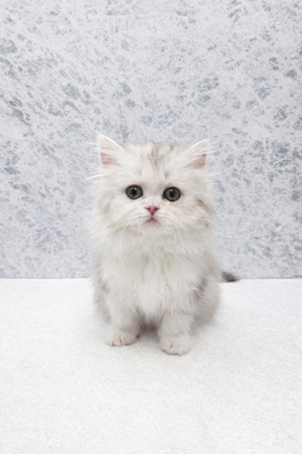 ラガマフィンの写真