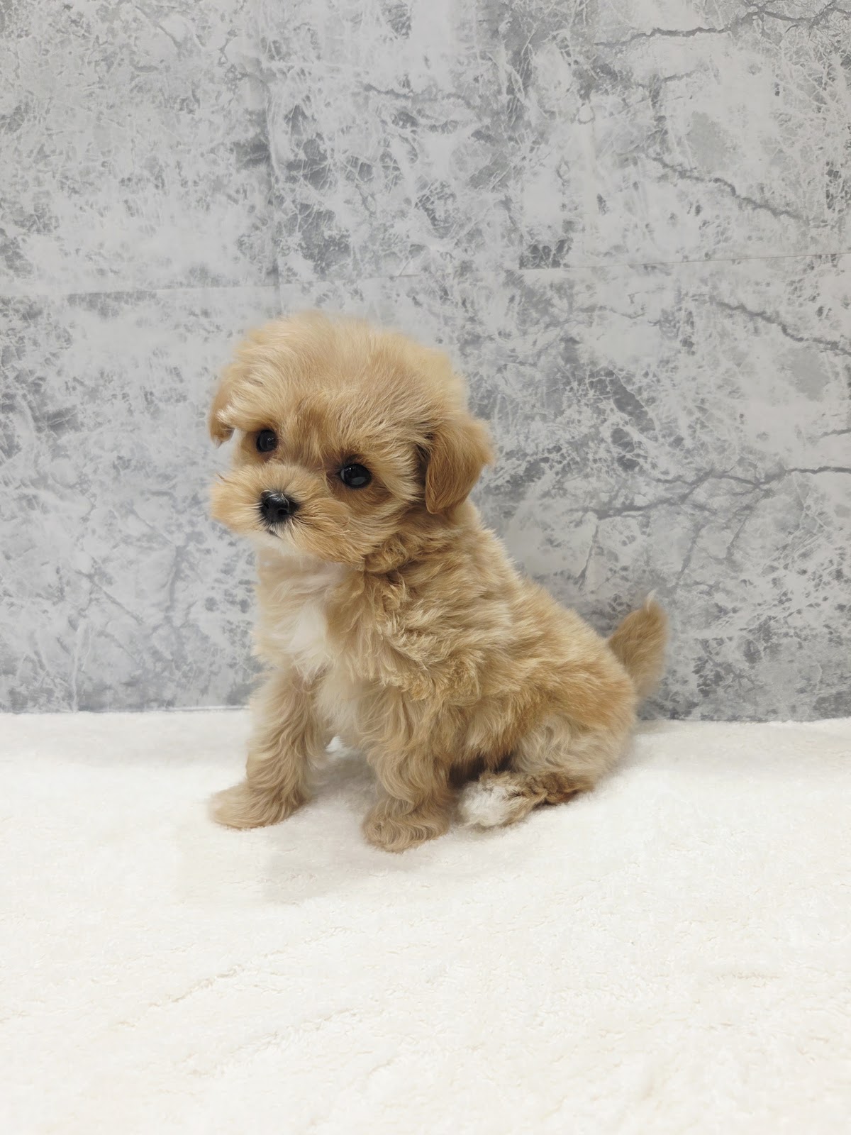 トイプードル×マルチーズの写真3