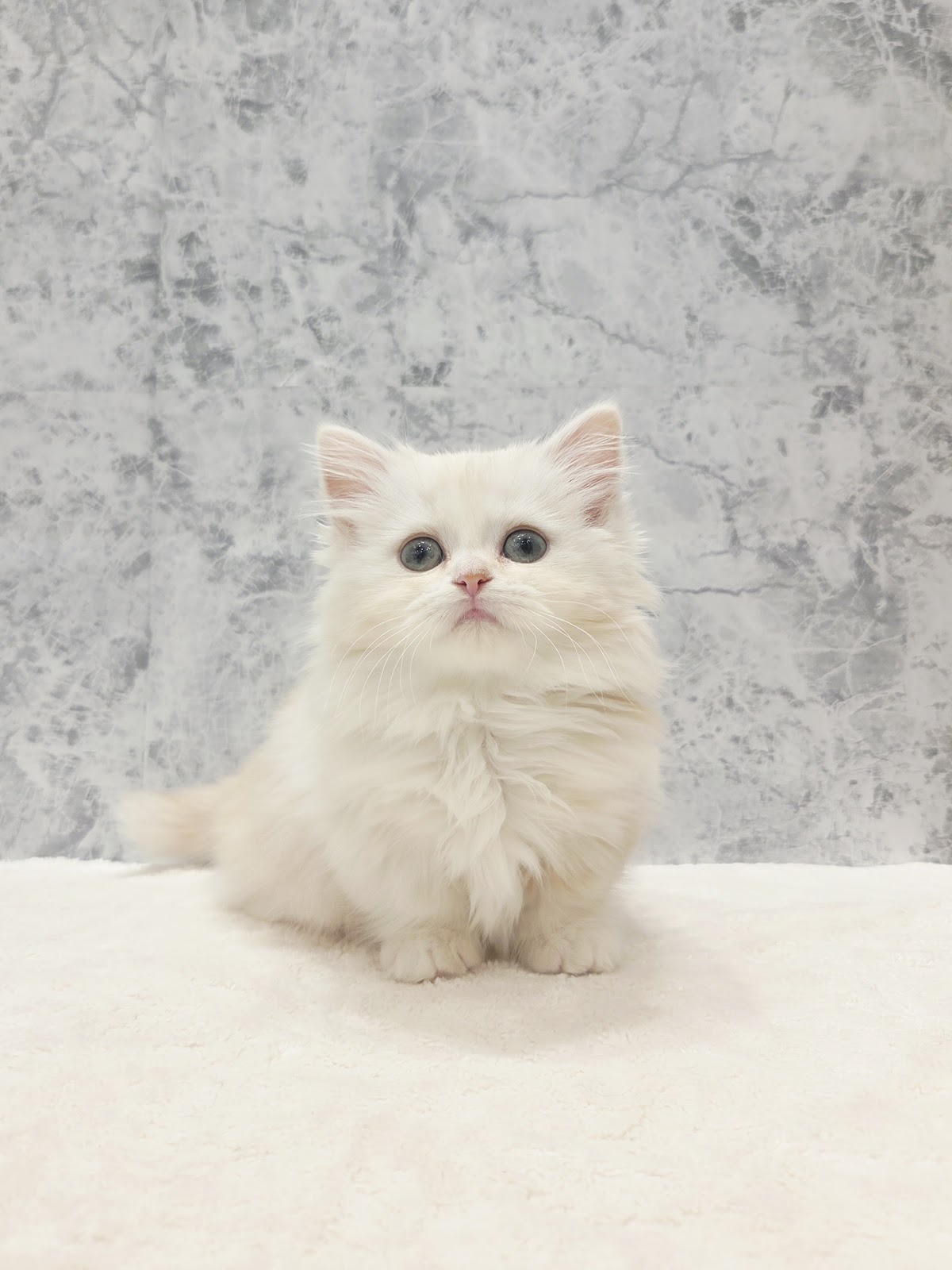 ミヌエットの写真